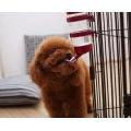 Pet Drinking Fountains Cage