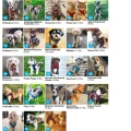 Step-In Air Dog/Pet Harness