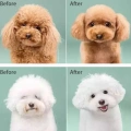 Detangling-Dog Comb and Brush Set