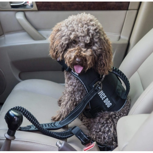 4-6FT Bungee Dog Leash