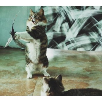Natural Feather Cat Toy