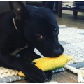 Realistic-Looking Squeaky Dog Toys