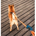 Quality Dog Poop Bag Dispenser