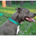Reflective Dog Collar with Buckle
