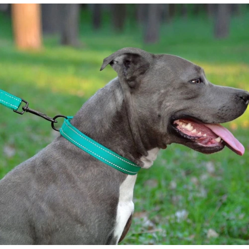 Reflective Dog Collar with Buckle