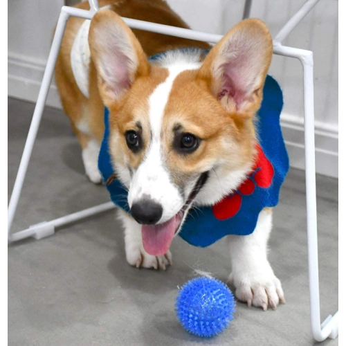6 Pack Bright Colors TPR Puppy Toys