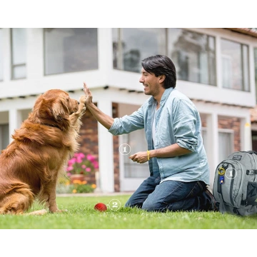 Effective Training Tools for Puppy or Cat