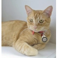 Smart Round Dog ID Tag