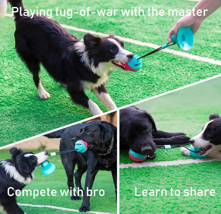 Training Toys