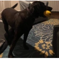 Dog Chew Toys for Aggressive Dogs