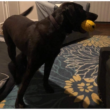 Dog Chew Toys for Aggressive Dogs