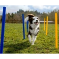 28 Piece Dog Obstacle Course for Training