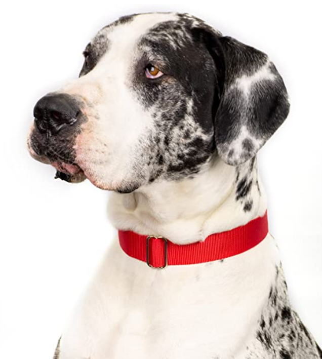 Nylon Pet Collar