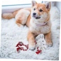 Squeaky Dog Plush Toy