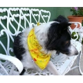Dog Bandana Plus Set of 5 Dog Toys
