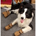 Autumn and Winter New Puppy Shoes