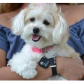 GPS Pet Identification Tag