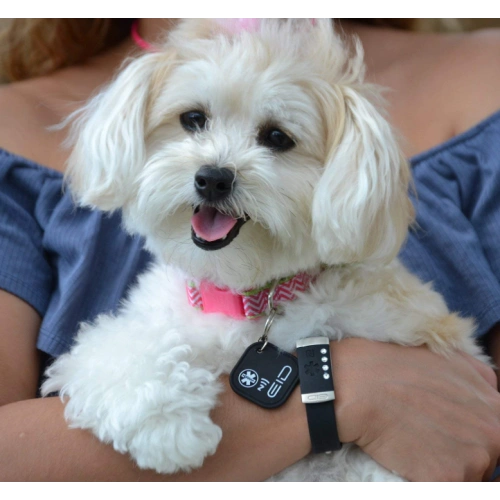 GPS Pet Identification Tag