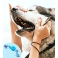 Pet Dog Chew Toy