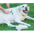 Pets Brush for Shedding