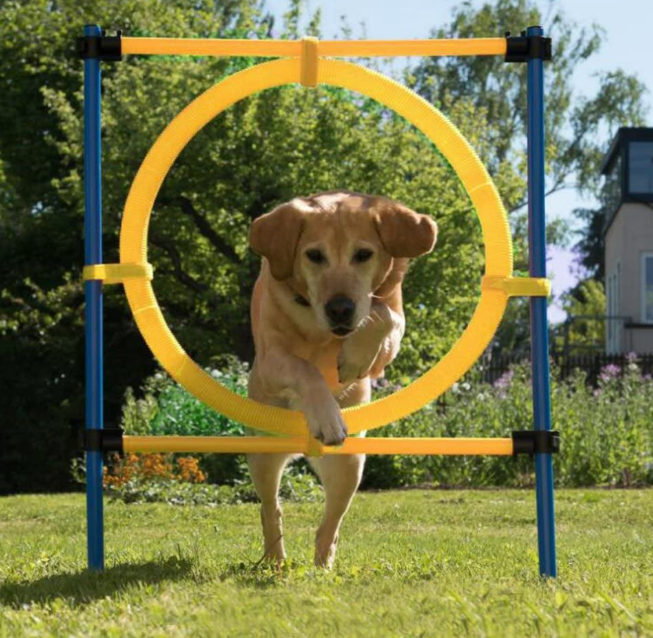Dog Exercise Jump