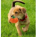 13 Pack Dog Squeaky Toys