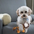 Squeaky Dog Teething Toy