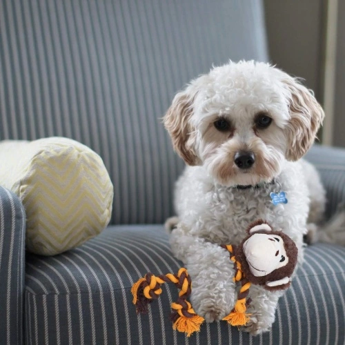 Squeaky Dog Teething Toy