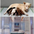 Super Absorbent Leak Proof puppy Pad