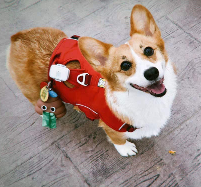 Cute Dog Bag Holder6