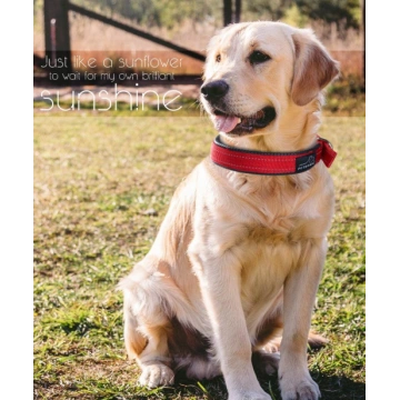 Soft Padded Dog Collar with Buckle