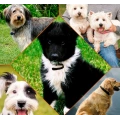 Deodorizing and Refreshing Pet Deodorant for Dogs