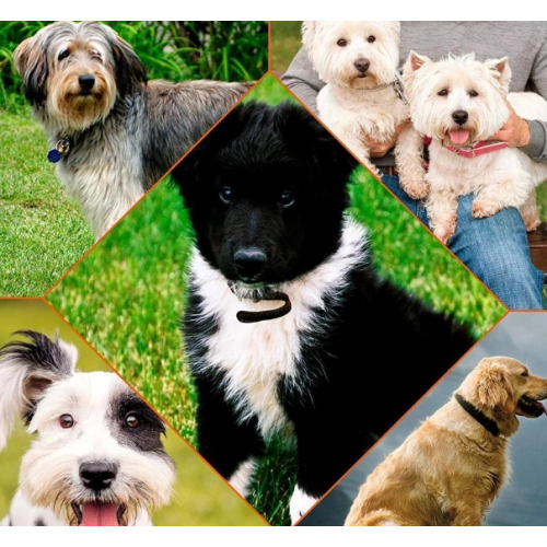Deodorizing and Refreshing Pet Deodorant for Dogs