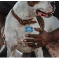 Stylish Pet ID Tag