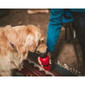 Auto DogMug Water Dispenser
