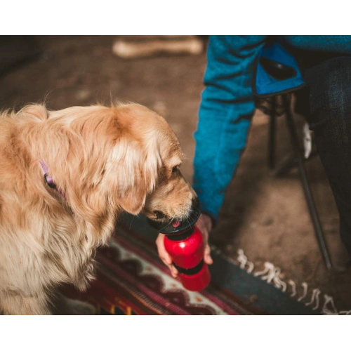 Auto DogMug Water Dispenser