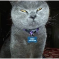 Stylish Pet ID Tag