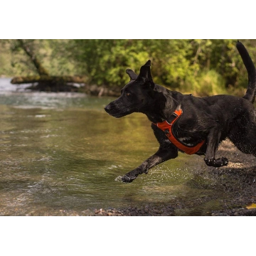 Heavy Duty Dog Harness