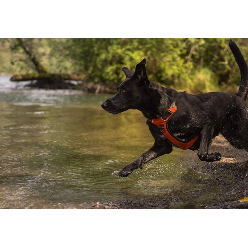Heavy Duty Dog Harness