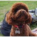 Bone Engraved Dog ID Tags