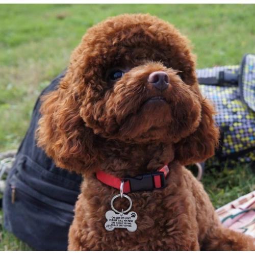 Bone Engraved Dog ID Tags