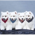 Organic Cotton Pet Dog Bandana
