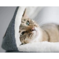Mount Kitty Sill with Hood