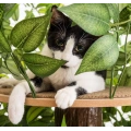 Cat Trees with Leaves