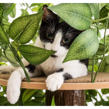 Cat Trees with Leaves