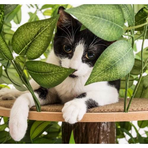 Cat Trees with Leaves