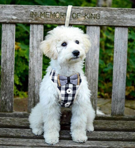 Large Dog Harness5729
