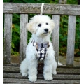 Small Puppy Harness with Bowtie