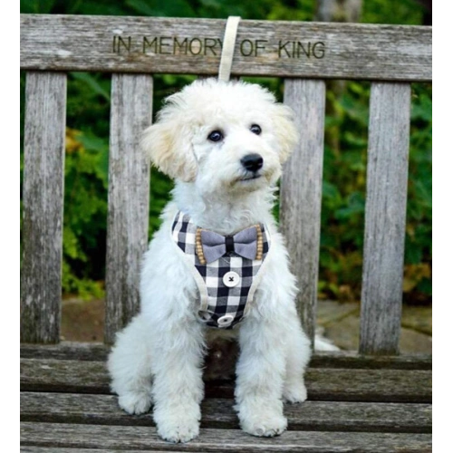 Small Puppy Harness with Bowtie