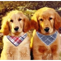 Organic Cotton Pet Dog Bandana